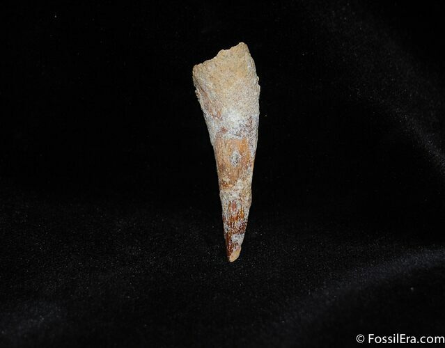 Bargain Spinosaurus Tooth - Real Dinosaur Tooth #319